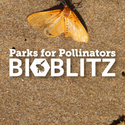 BioBlitz March blog 410