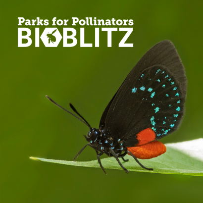 BioBlitz South Blog 410