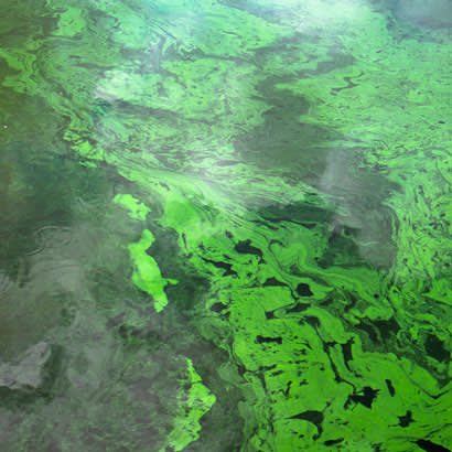 Blue Green Algae blog 410