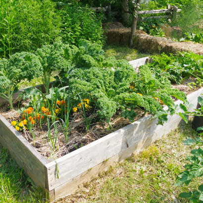 Community Garden Tips 410