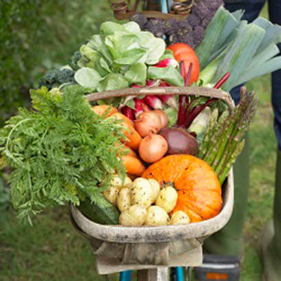 Community Wide Health and Wellness to Childrens Gardening 410