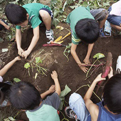 Creating an Edible Forest Maze 410