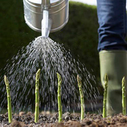 Helping to Revitalize an Urban Neighborhood with Community Gardens 410