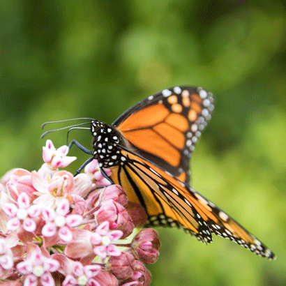 Monarch Count blog 410