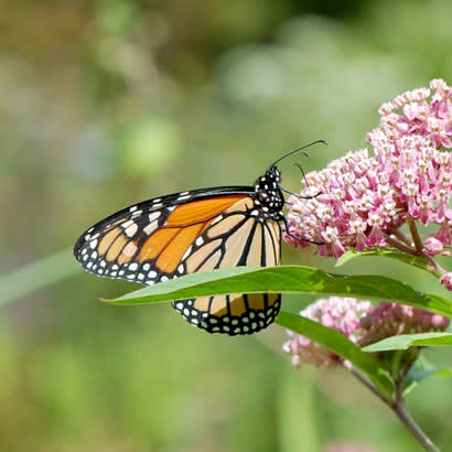 Create More Sustainable Parks Through Pollinator and Native Habitat ...