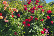 gardens11
