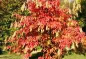 An unusual tree in an Open Garden (KK)