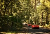 On the track to Erskine Falls