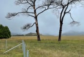 Araluen trees