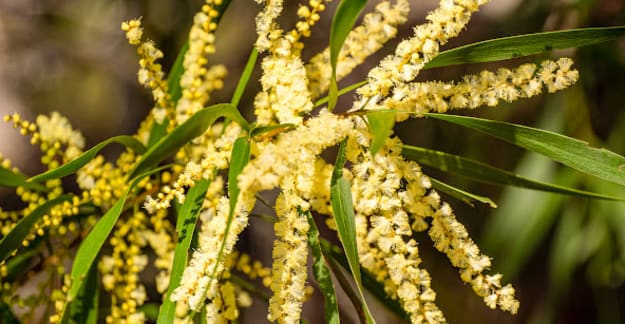 wattle