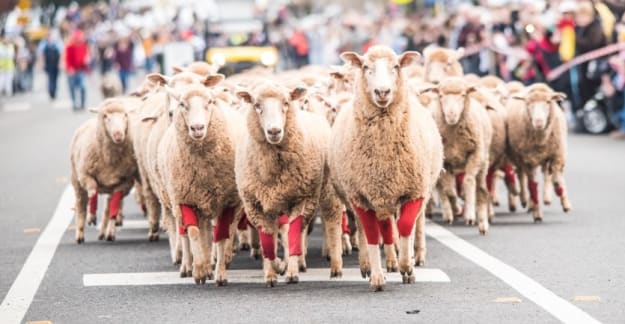 Red Sox Sheep