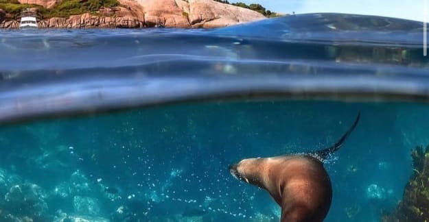 diving with seals