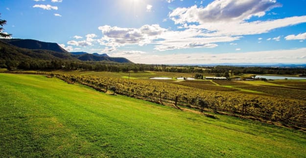 vineyard view