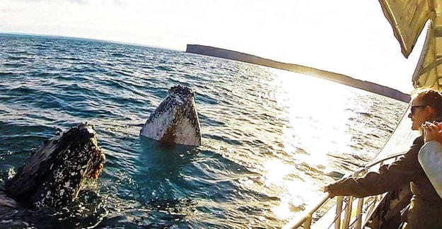 Whales at Jervis Bay