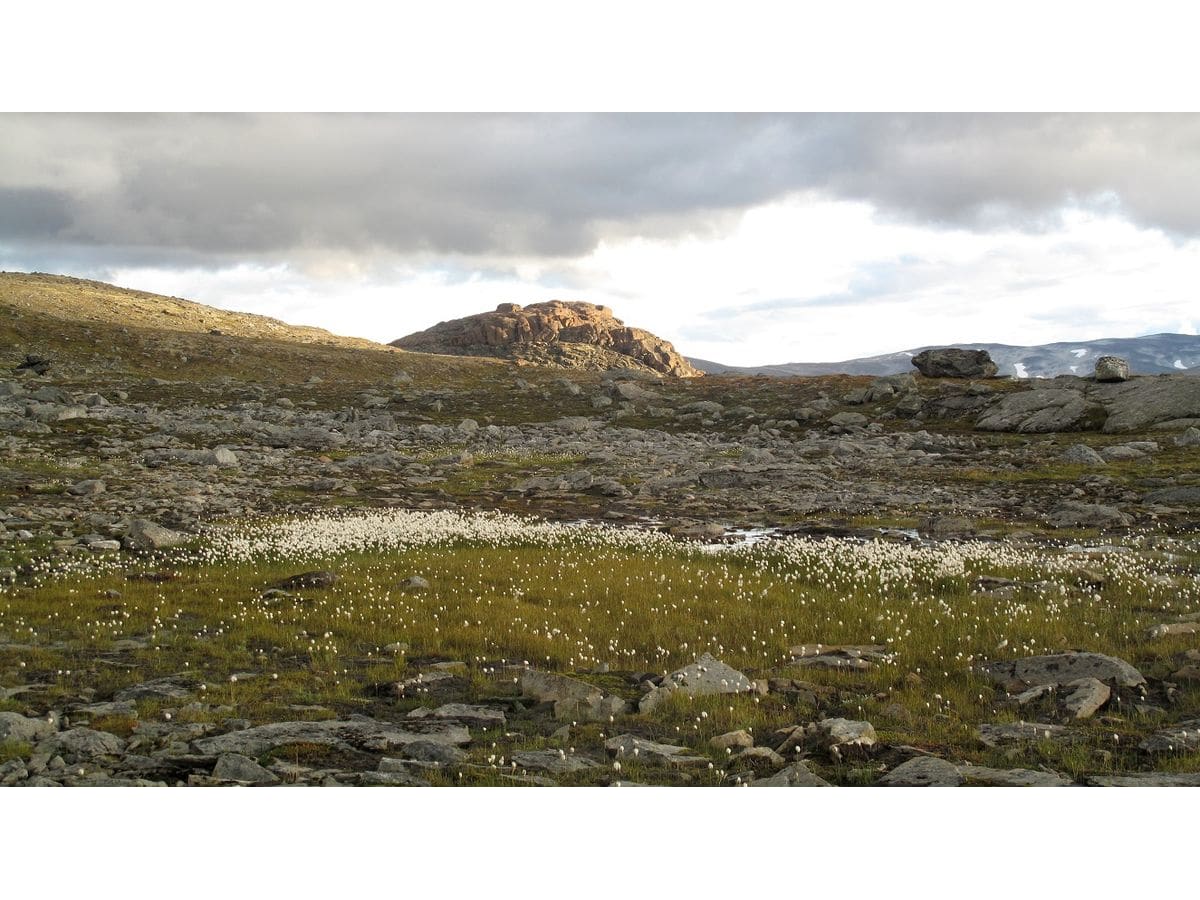 Veslefjell Ved Nysetra I Skjak