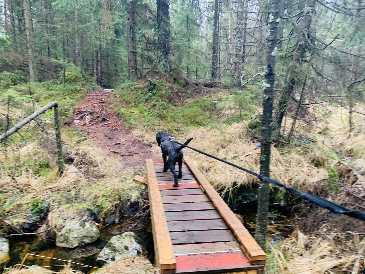 Tur til første og andre rampe inkl. Rundtur i Nordmarka- Smååsane Vennesla