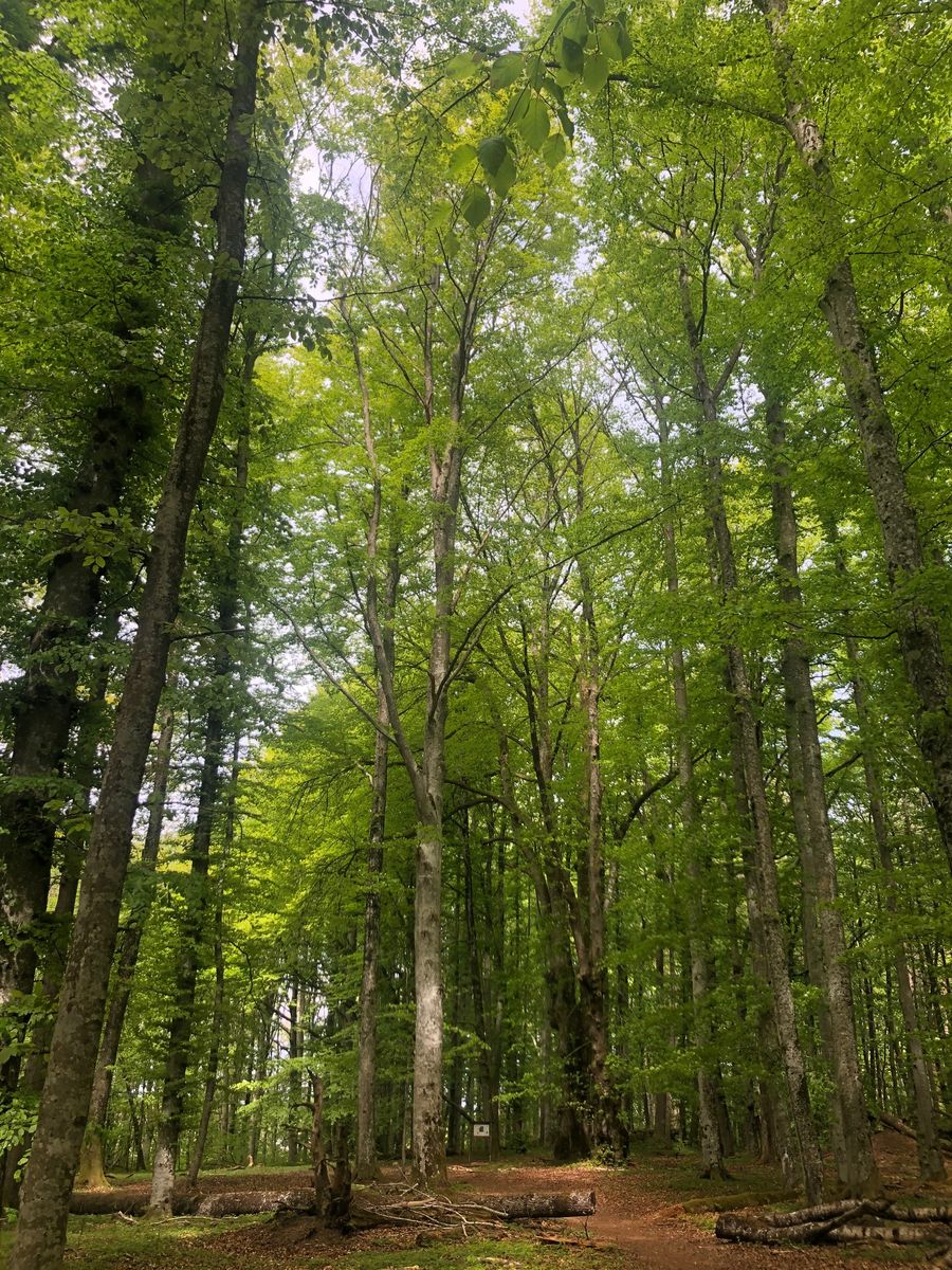 Vardåsen rundt