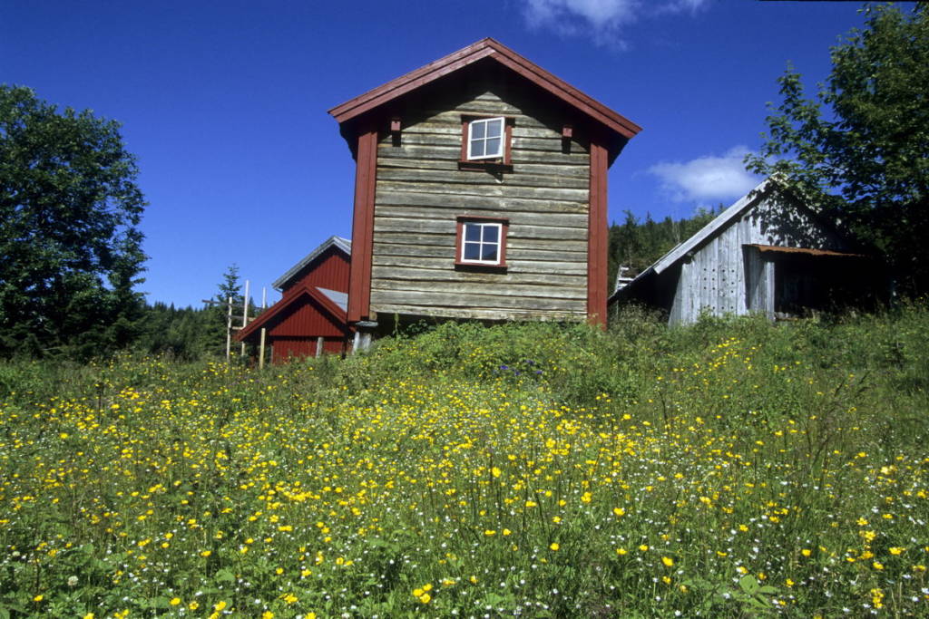 mainImage