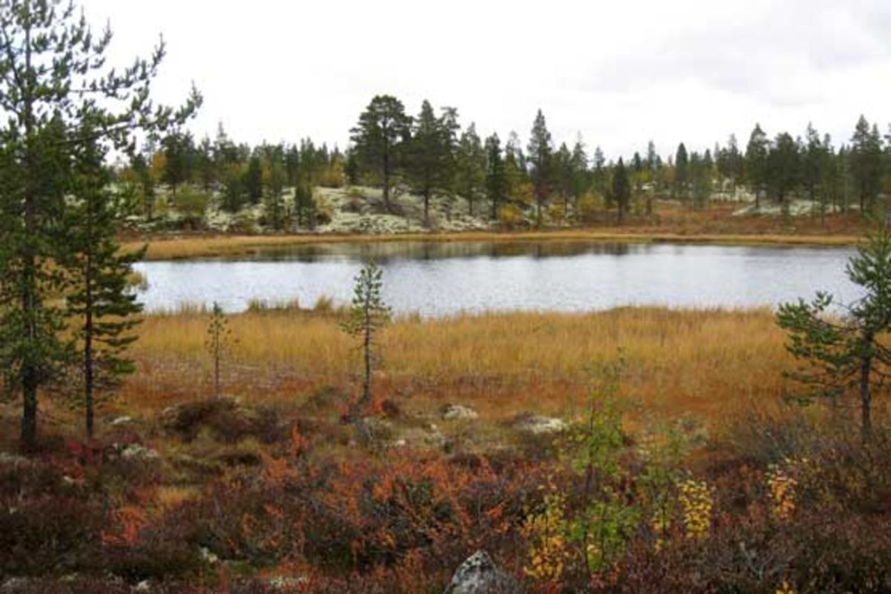 Sykkeltur i naturreservatet Osdalen i Rendalen | UT.no