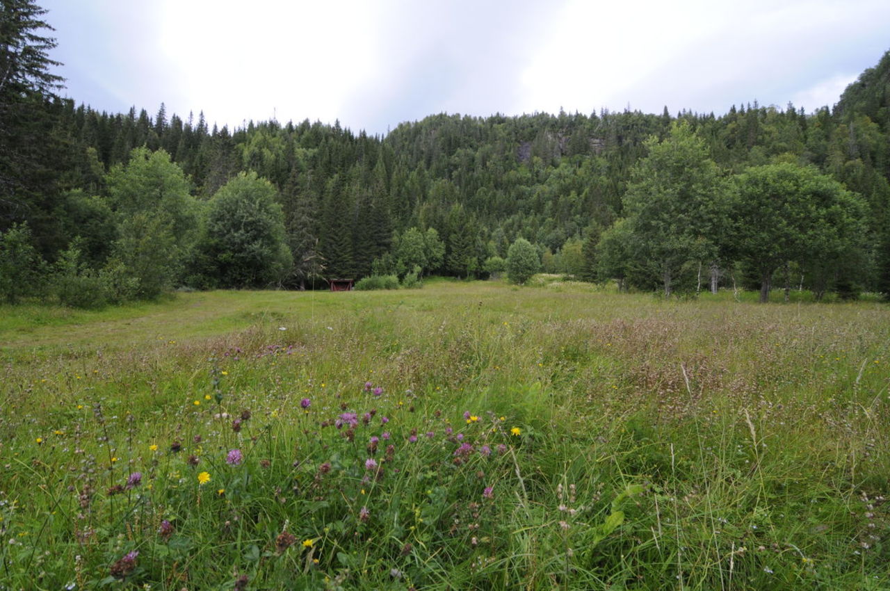 Vel fremme på Varmosletta