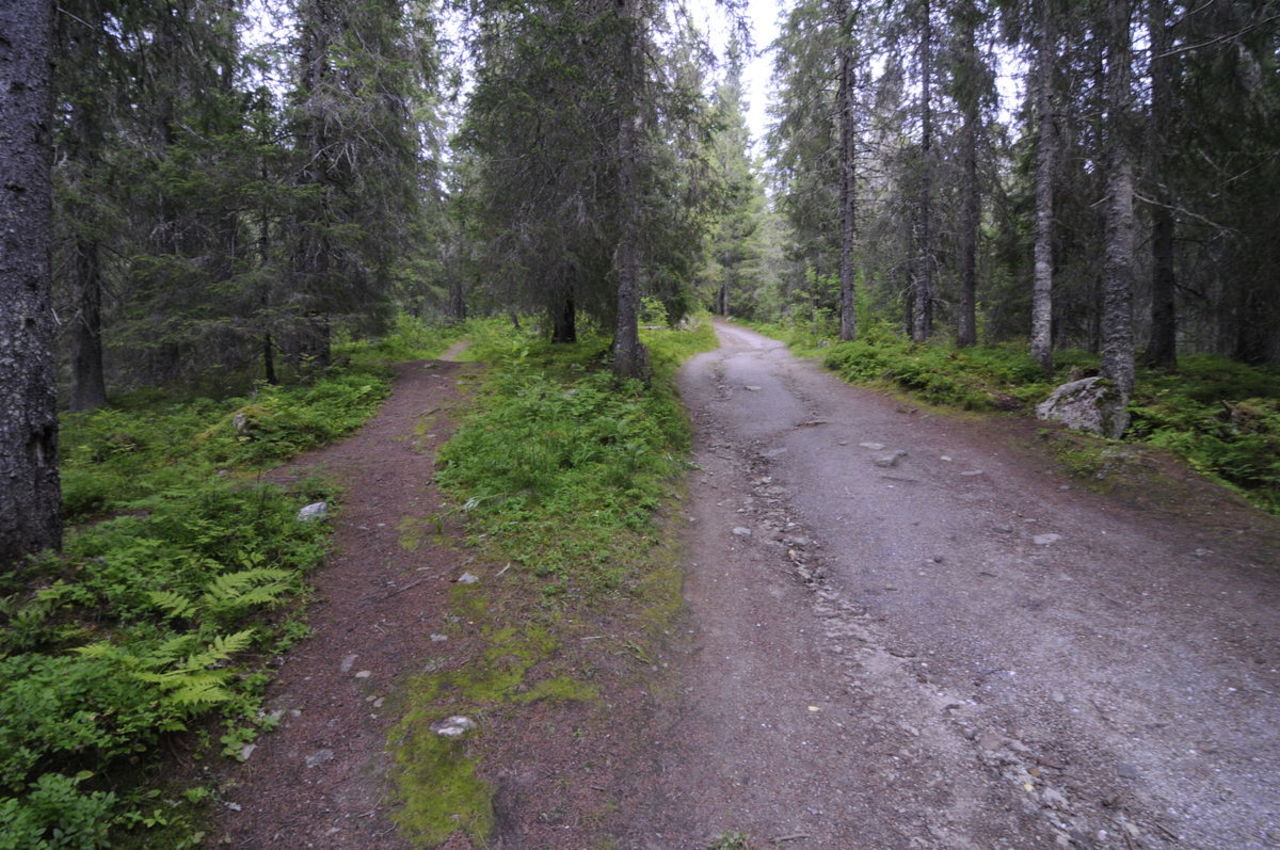 Turen oppover til Varmosletta har en hovedvei, men parallelt med veien så går det noen små stier som barna syns kan være gøy å gå