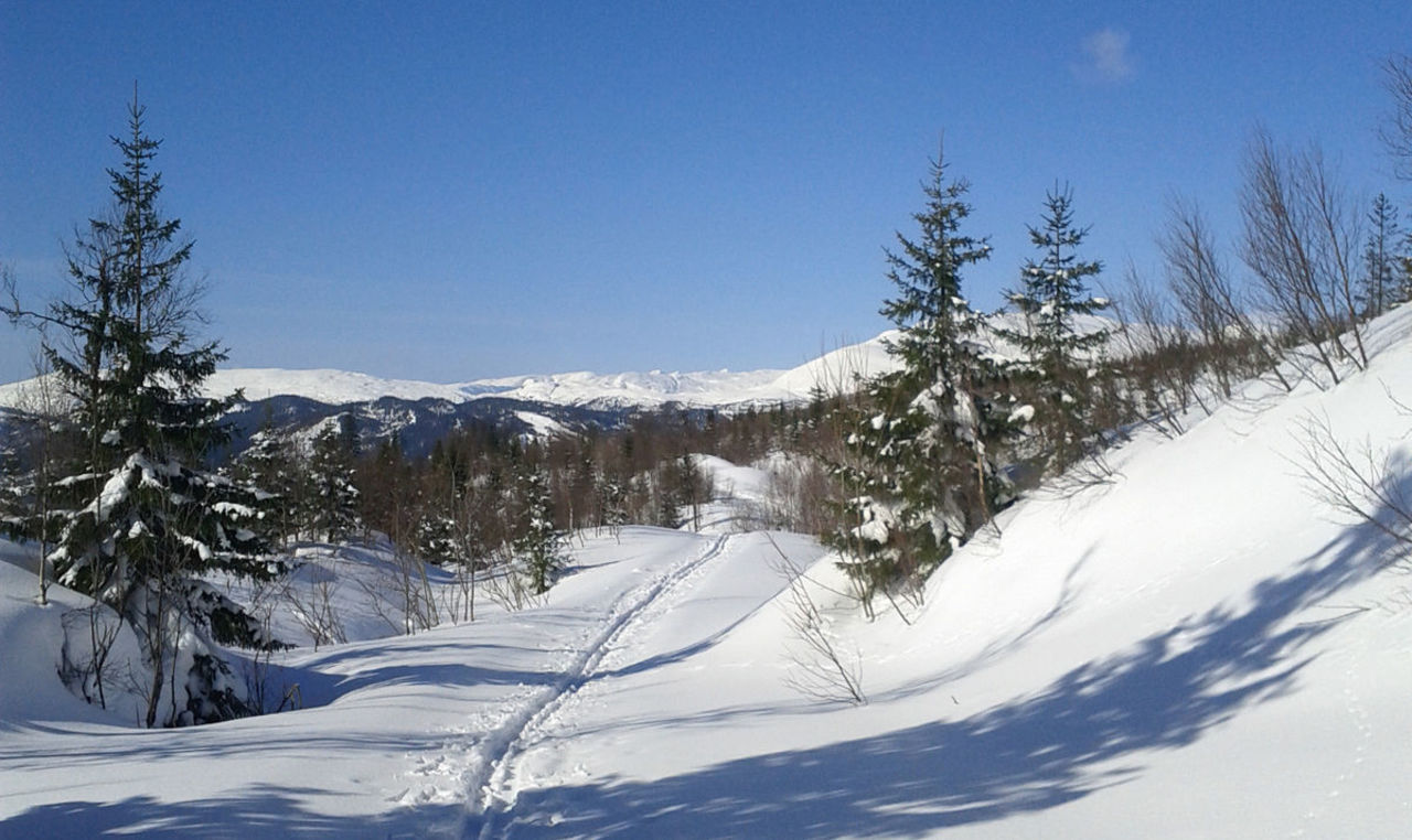midt mellom Gapahuken og Storhaugen er det flotte områder å gå.