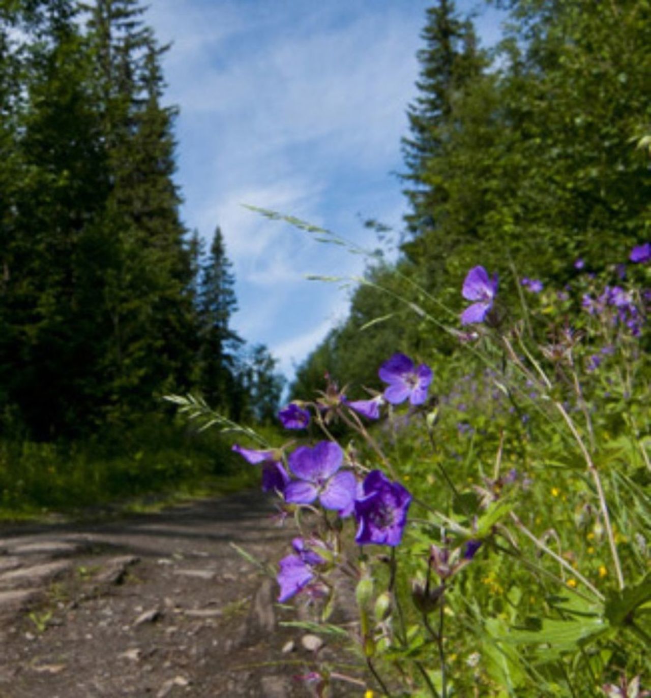 Fine stier å gå på oppover lia
