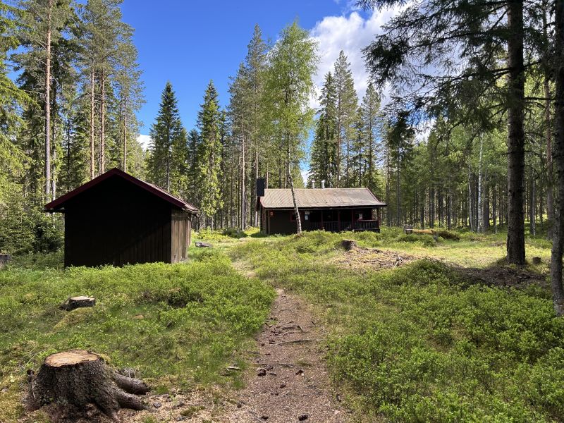Svartskogkoia