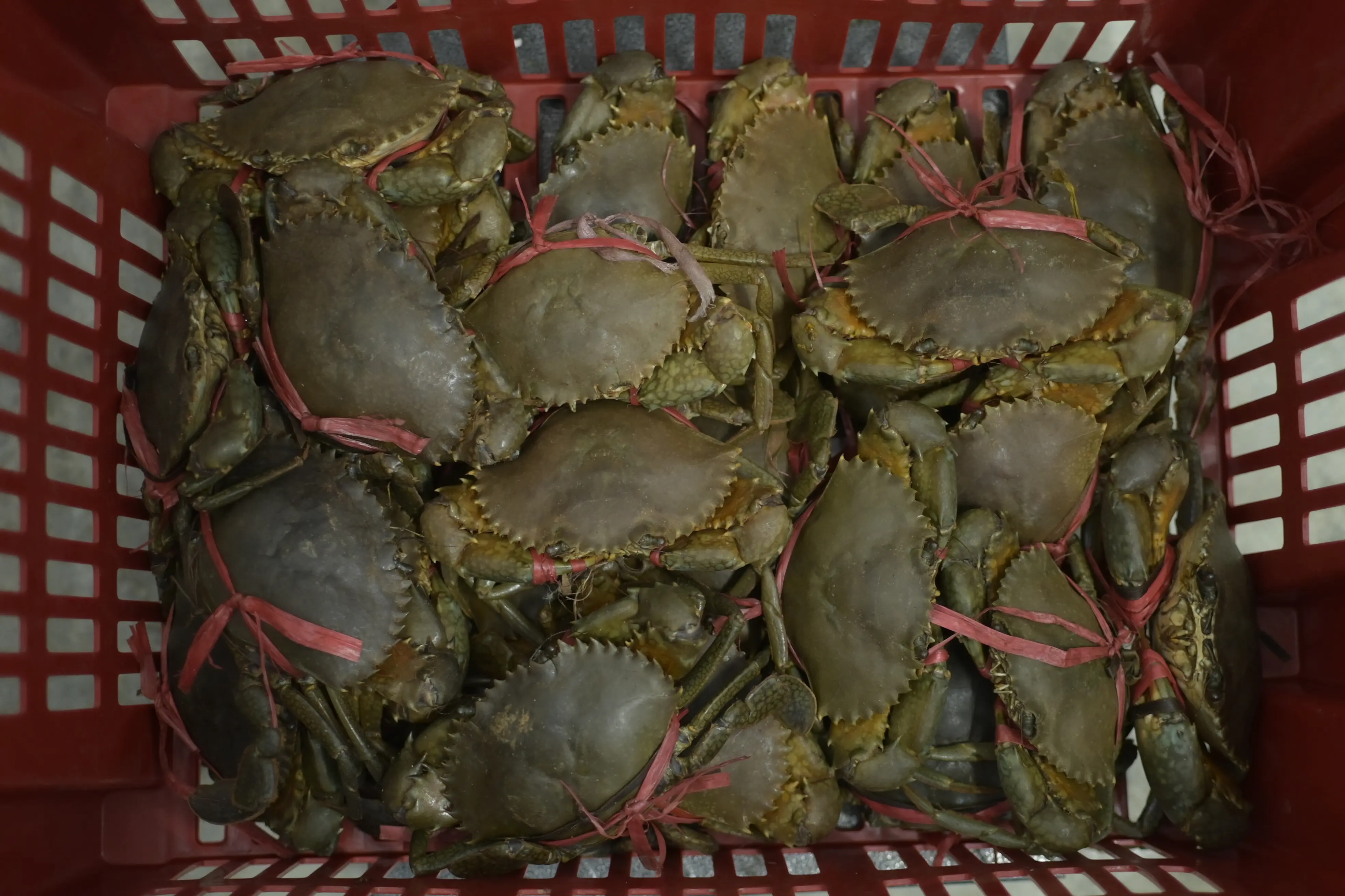 Accueil CYSL Blue Ocean – exportation fruits de mer