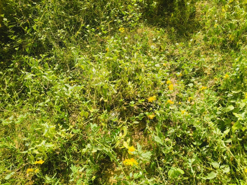 Residential plot in Kawarpura road