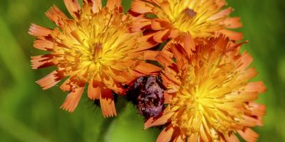 Best Books on UK Garden Weeds 2025