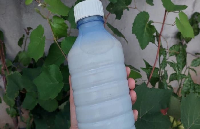 Resep Susu Jahe Dengan Bahan Sederhana