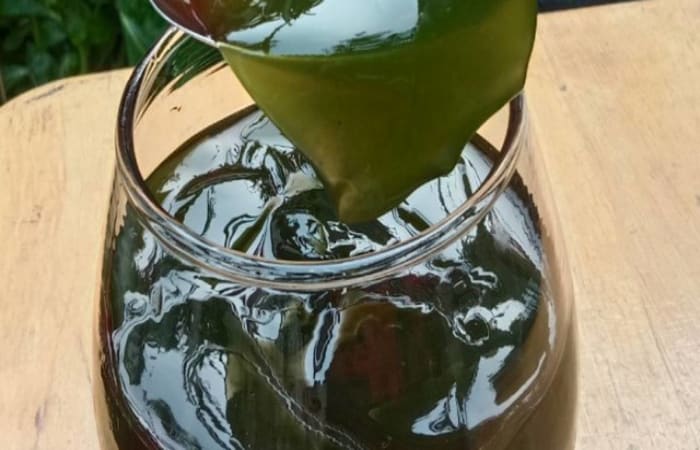 Resep Membuat Cincau Hijau (lagi) Rasanya Maknyus