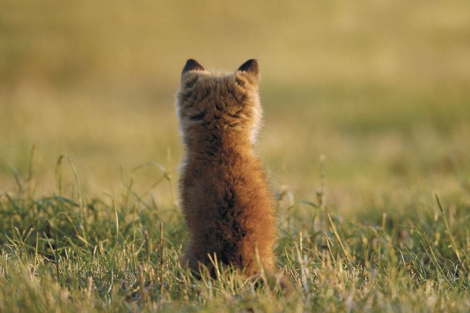 nüMorning participe à la protection des animaux sauvages