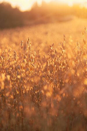 Champ d'avoine au coucher de soleil