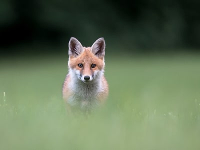 nüMorning participe à la protection des animaux sauvages