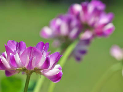 Tout ce que vous devez savoir sur les plantes adaptogènes