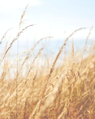 Les céréales et leurs bénéfices nutritionnels