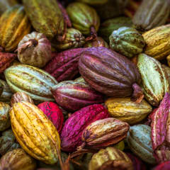 Cacao