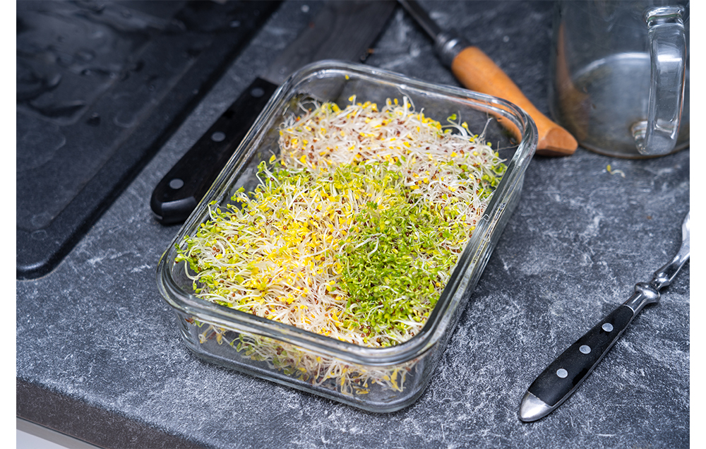 fresh broccoli sprouts in a glass container