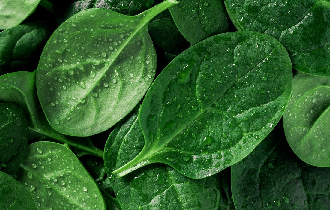 spinach