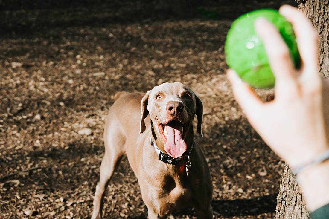 Dog waiting for ball throw at the park