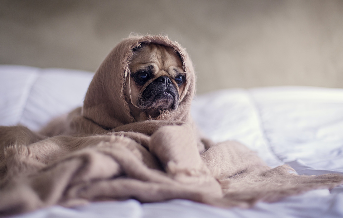 pug wrapped in a blanket sitting in bed