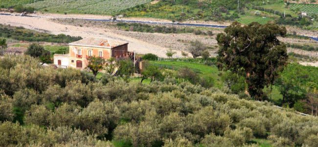 Azienda Agricola Virzi' Azienda Agricola Virzi'