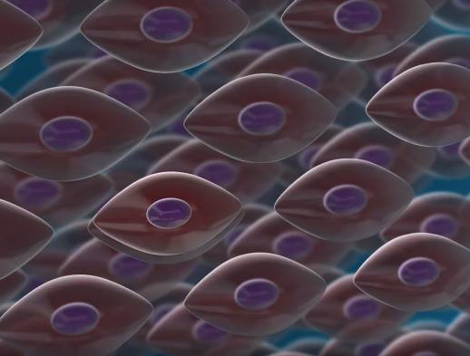 Procedure stem cells