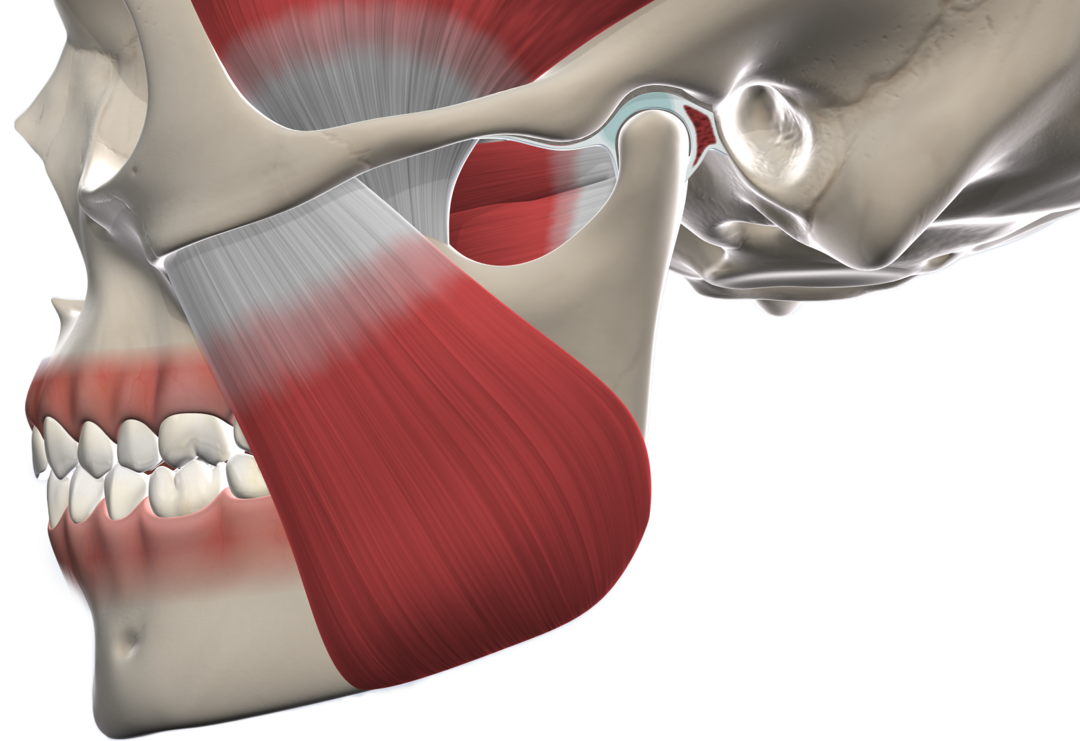Isolated  tmj surgery