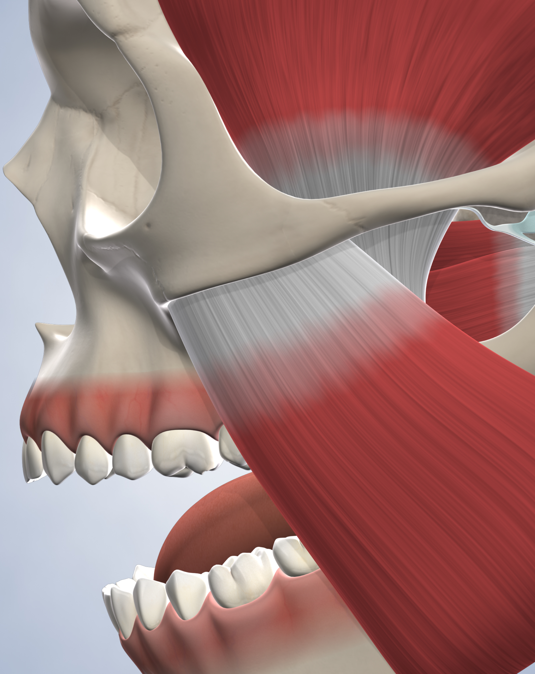 Jaw muscle and teeth.