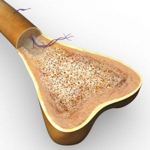 GrowYourOwnBone 300x300