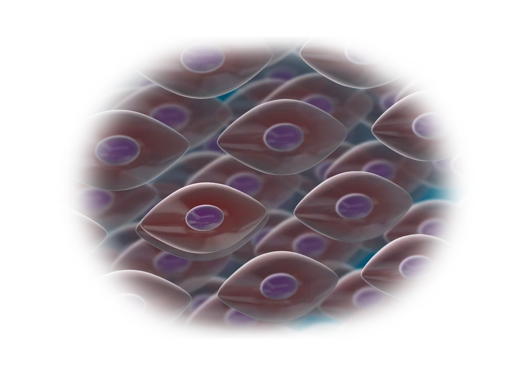isolated  stem cell preservation