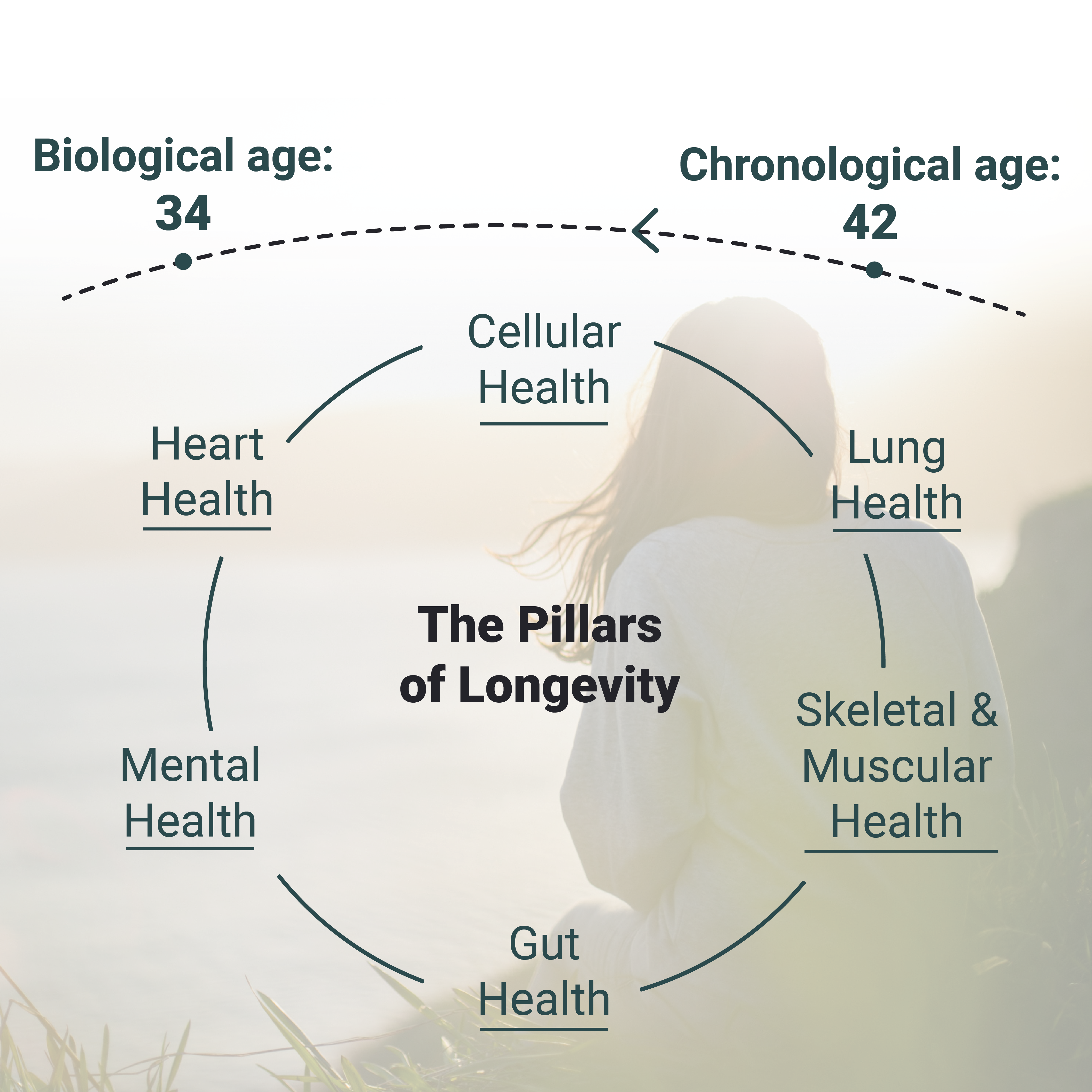 pillars of longevity chart